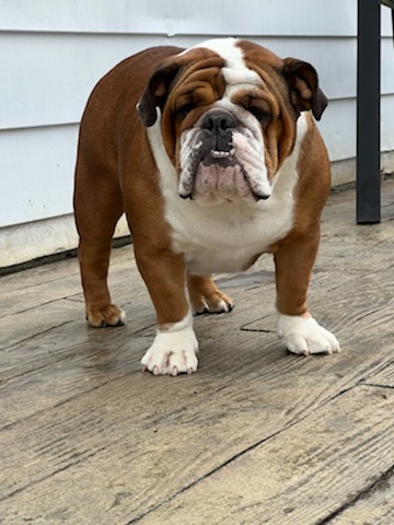 Bulldogs For Sale | Sheryl Star English Bulldogs | Michigan Dog Breeder Bulldogs For Sale | Sheryl Star English Bulldogs | Michigan Dog Breeder