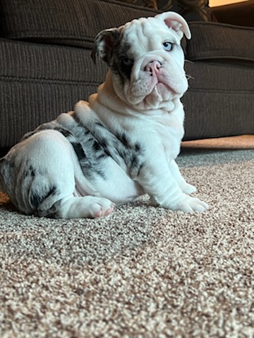 Bulldogs For Sale | Sheryl Star English Bulldogs | Michigan Dog Breeder Bulldogs For Sale | Sheryl Star English Bulldogs | Michigan Dog Breeder