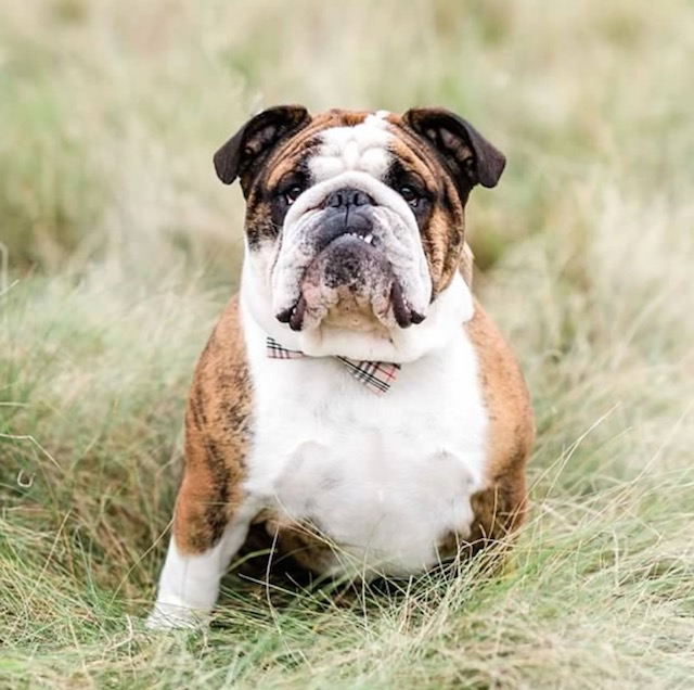 Bulldogs For Sale | Sheryl Star English Bulldogs | Michigan Dog Breeder Bulldogs For Sale | Sheryl Star English Bulldogs | Michigan Dog Breeder