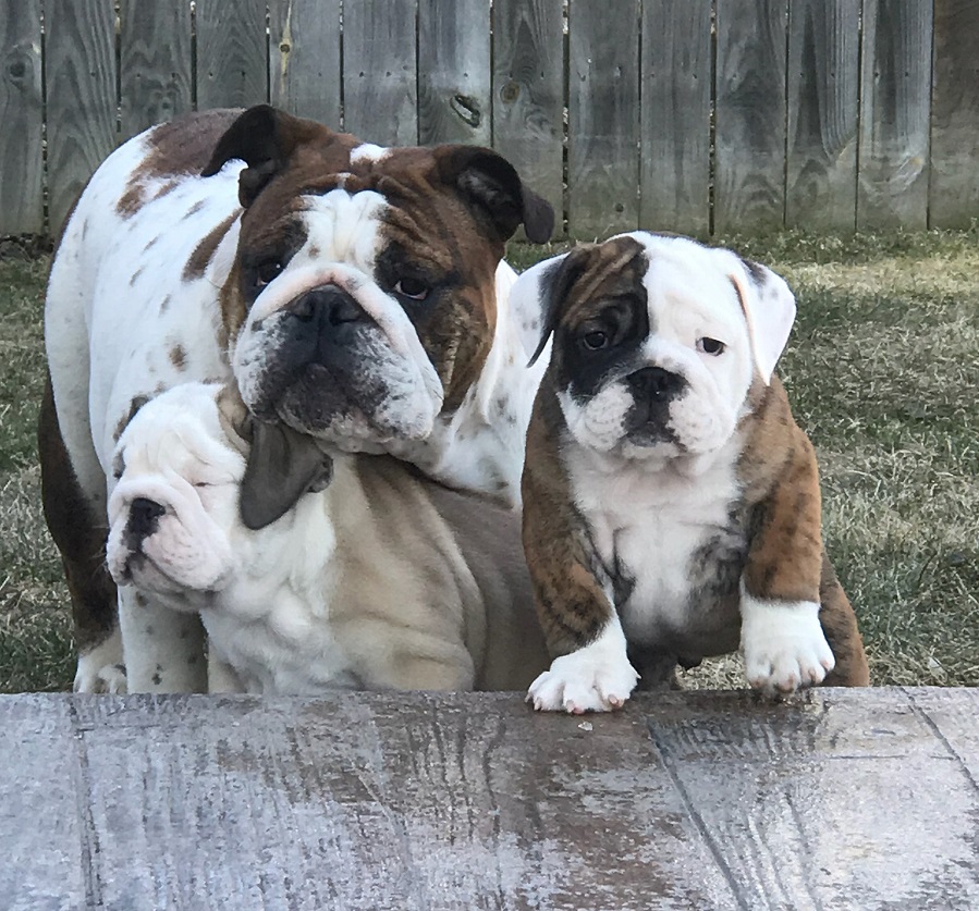 Bulldogs For Sale | Sheryl Star English Bulldogs | Michigan Dog Breeder Bulldogs For Sale | Sheryl Star English Bulldogs | Michigan Dog Breeder
