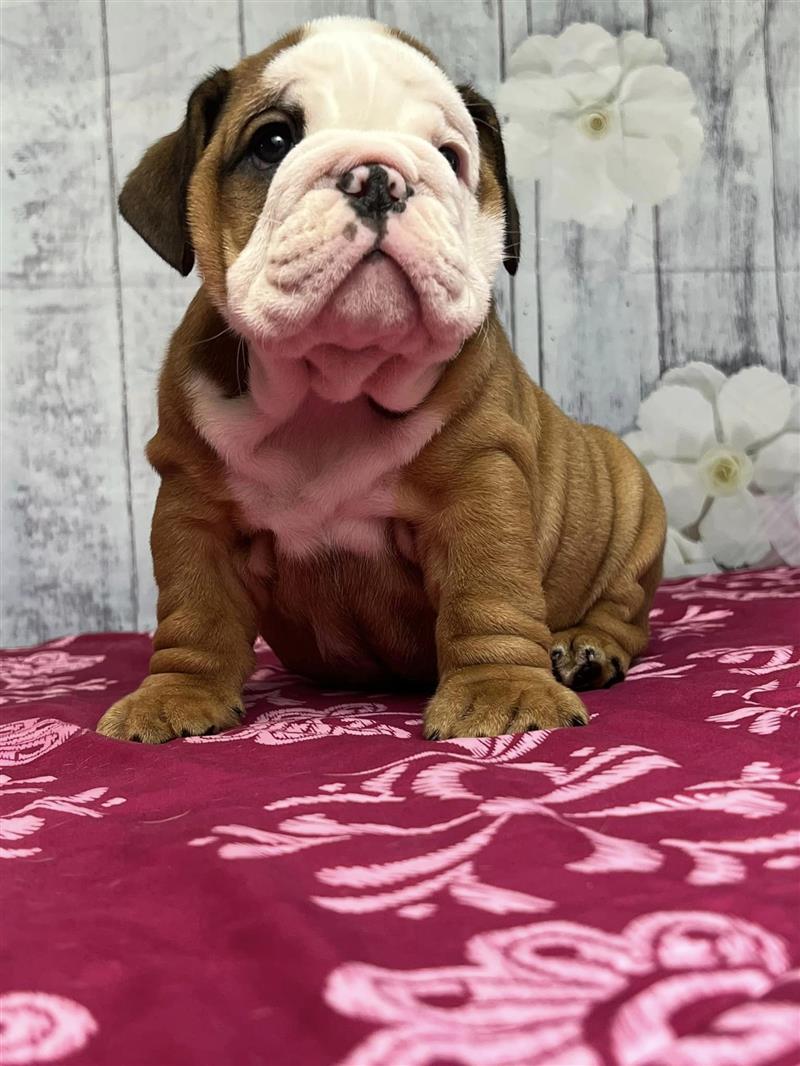 Bulldogs For Sale | Sheryl Star English Bulldogs | Michigan Dog Breeder Bulldogs For Sale | Sheryl Star English Bulldogs | Michigan Dog Breeder