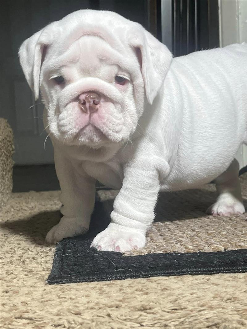 Bulldogs For Sale | Sheryl Star English Bulldogs | Michigan Dog Breeder Bulldogs For Sale | Sheryl Star English Bulldogs | Michigan Dog Breeder