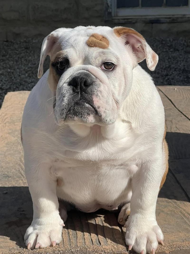 Bulldogs For Sale | Sheryl Star English Bulldogs | Michigan Dog Breeder Bulldogs For Sale | Sheryl Star English Bulldogs | Michigan Dog Breeder