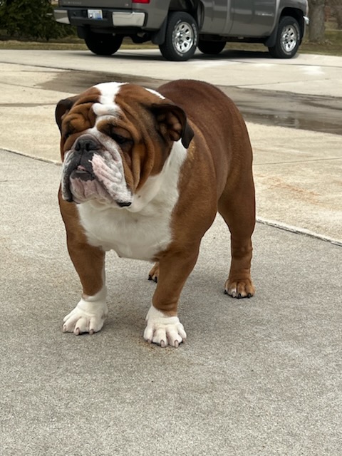 Bulldogs For Sale | Sheryl Star English Bulldogs | Michigan Dog Breeder Bulldogs For Sale | Sheryl Star English Bulldogs | Michigan Dog Breeder