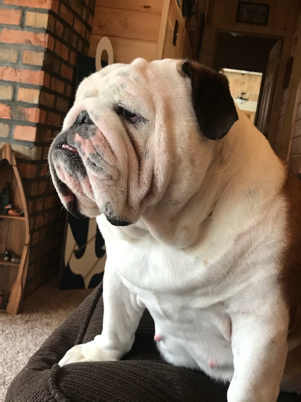 Bulldogs For Sale | Sheryl Star English Bulldogs | Michigan Dog Breeder Bulldogs For Sale | Sheryl Star English Bulldogs | Michigan Dog Breeder