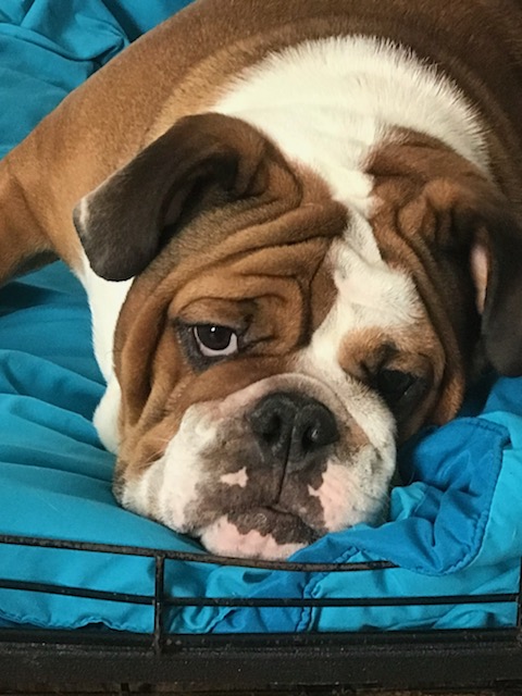 Bulldogs For Sale | Sheryl Star English Bulldogs | Michigan Dog Breeder Bulldogs For Sale | Sheryl Star English Bulldogs | Michigan Dog Breeder