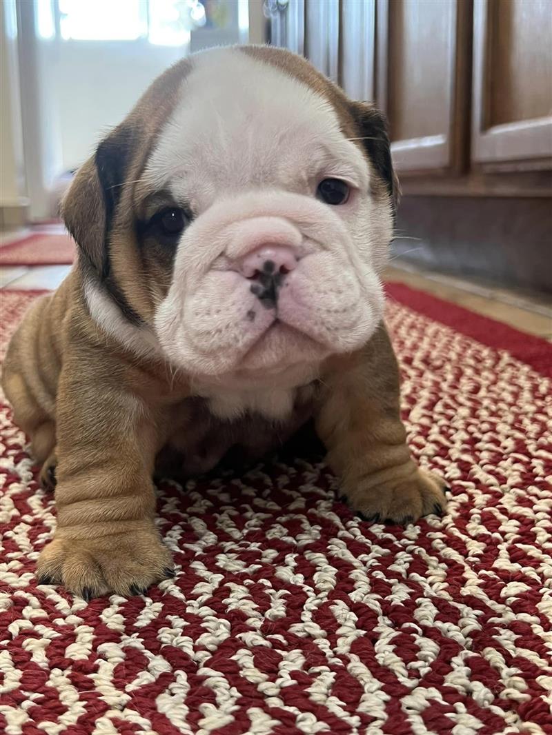 Bulldogs For Sale | Sheryl Star English Bulldogs | Michigan Dog Breeder Bulldogs For Sale | Sheryl Star English Bulldogs | Michigan Dog Breeder
