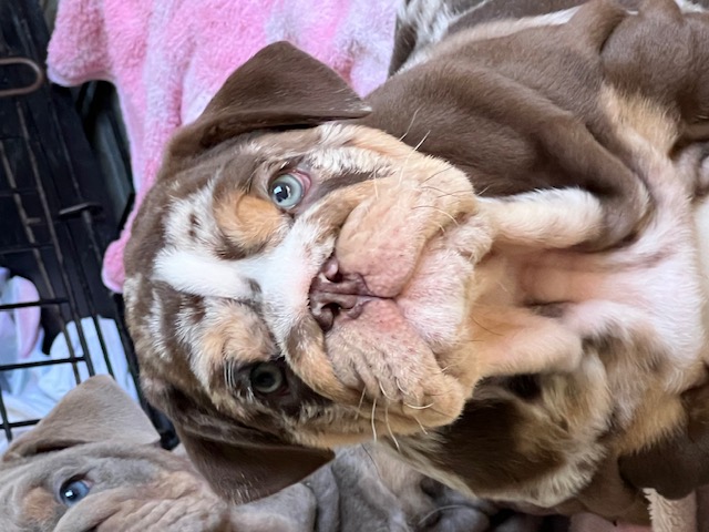 Bulldogs For Sale | Sheryl Star English Bulldogs | Michigan Dog Breeder Bulldogs For Sale | Sheryl Star English Bulldogs | Michigan Dog Breeder