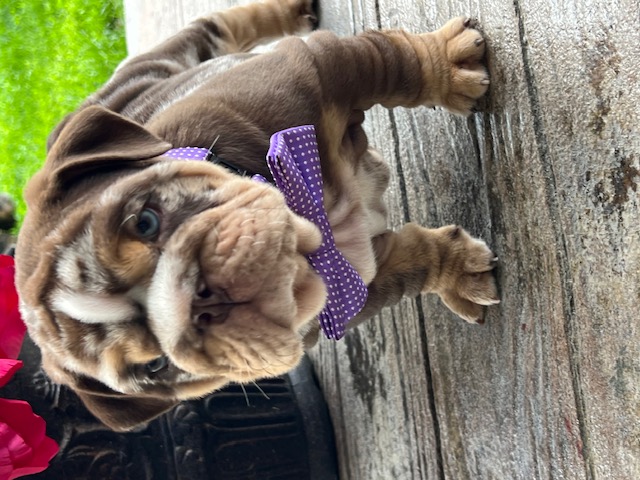 Bulldogs For Sale | Sheryl Star English Bulldogs | Michigan Dog Breeder Bulldogs For Sale | Sheryl Star English Bulldogs | Michigan Dog Breeder