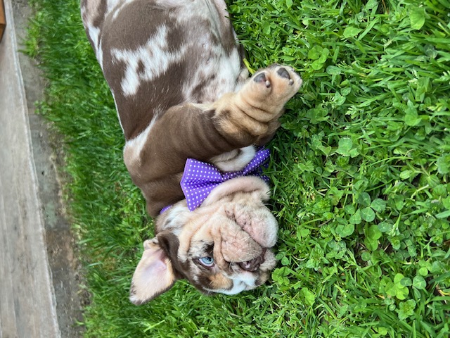 Bulldogs For Sale | Sheryl Star English Bulldogs | Michigan Dog Breeder Bulldogs For Sale | Sheryl Star English Bulldogs | Michigan Dog Breeder