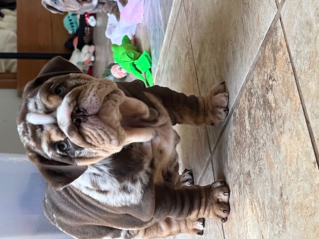 Bulldogs For Sale | Sheryl Star English Bulldogs | Michigan Dog Breeder Bulldogs For Sale | Sheryl Star English Bulldogs | Michigan Dog Breeder