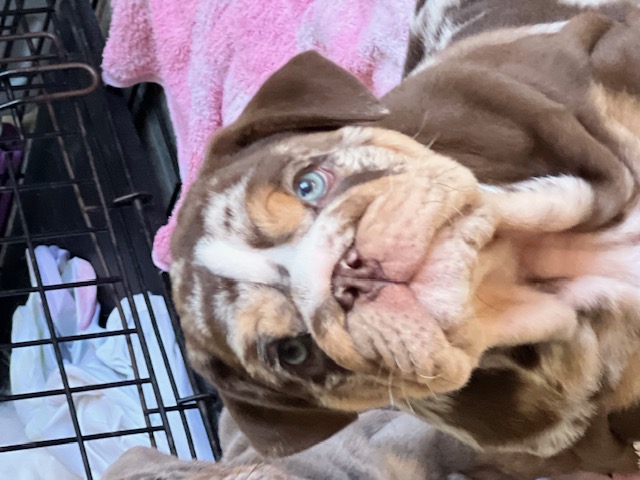 Bulldogs For Sale | Sheryl Star English Bulldogs | Michigan Dog Breeder Bulldogs For Sale | Sheryl Star English Bulldogs | Michigan Dog Breeder