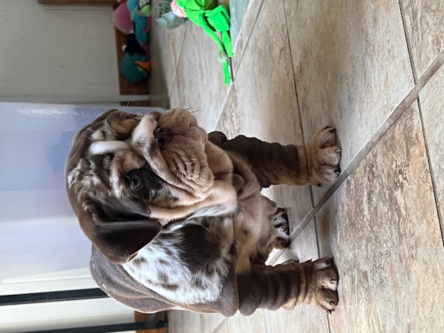Bulldogs For Sale | Sheryl Star English Bulldogs | Michigan Dog Breeder Bulldogs For Sale | Sheryl Star English Bulldogs | Michigan Dog Breeder