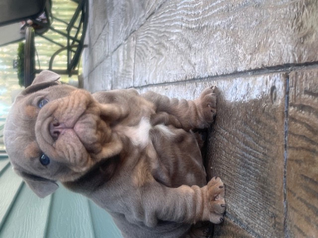 Bulldogs For Sale | Sheryl Star English Bulldogs | Michigan Dog Breeder Bulldogs For Sale | Sheryl Star English Bulldogs | Michigan Dog Breeder