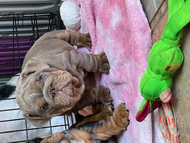 Bulldogs For Sale | Sheryl Star English Bulldogs | Michigan Dog Breeder Bulldogs For Sale | Sheryl Star English Bulldogs | Michigan Dog Breeder