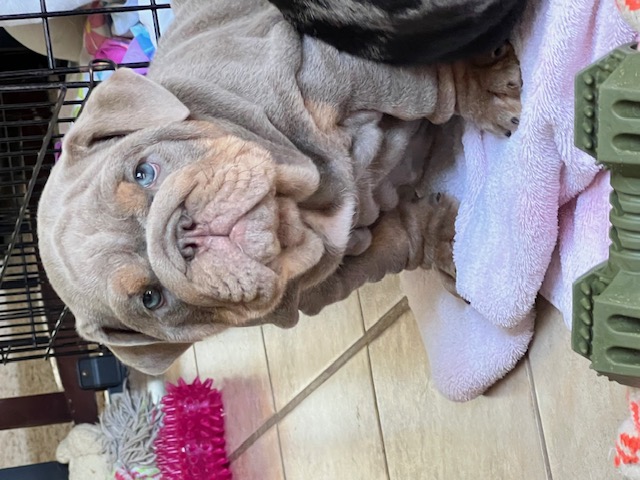 Bulldogs For Sale | Sheryl Star English Bulldogs | Michigan Dog Breeder Bulldogs For Sale | Sheryl Star English Bulldogs | Michigan Dog Breeder