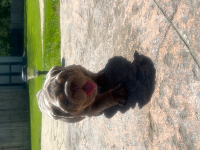 Bulldogs For Sale | Sheryl Star English Bulldogs | Michigan Dog Breeder Bulldogs For Sale | Sheryl Star English Bulldogs | Michigan Dog Breeder