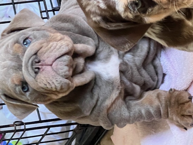 Bulldogs For Sale | Sheryl Star English Bulldogs | Michigan Dog Breeder Bulldogs For Sale | Sheryl Star English Bulldogs | Michigan Dog Breeder