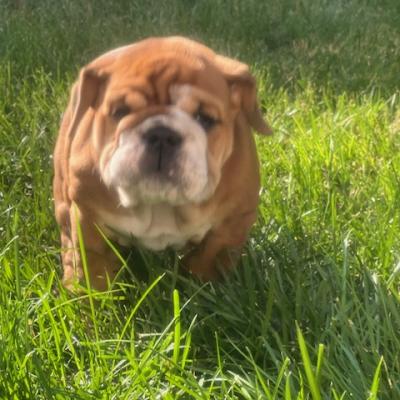 Bulldogs For Sale | Sheryl Star English Bulldogs | Michigan Dog Breeder