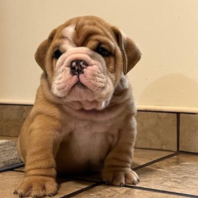 Bulldogs For Sale | Sheryl Star English Bulldogs | Michigan Dog Breeder