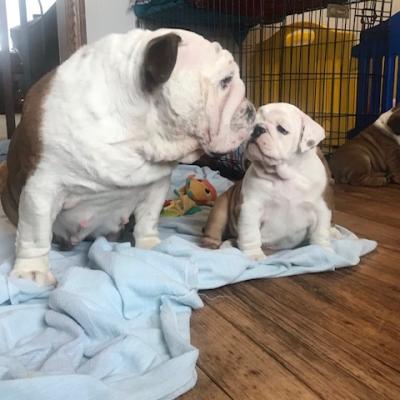 Bulldogs For Sale | Sheryl Star English Bulldogs | Michigan Dog Breeder
