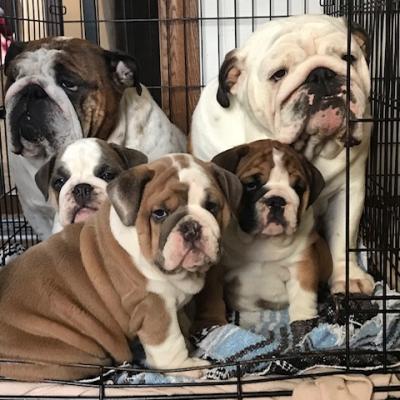 Bulldogs For Sale | Sheryl Star English Bulldogs | Michigan Dog Breeder