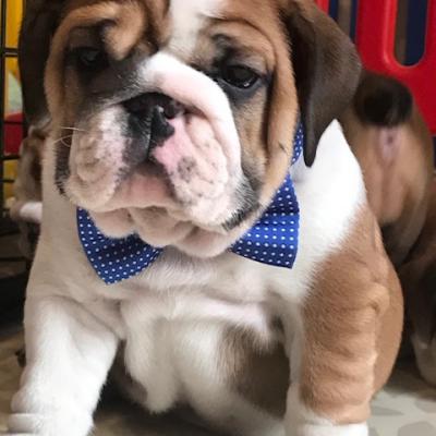 Bulldogs For Sale | Sheryl Star English Bulldogs | Michigan Dog Breeder