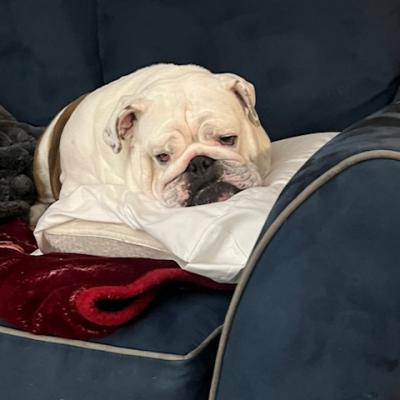 Bulldogs For Sale | Sheryl Star English Bulldogs | Michigan Dog Breeder