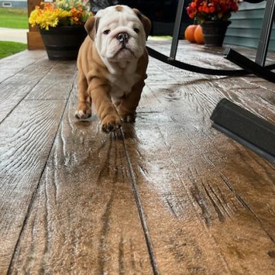 Bulldogs For Sale | Sheryl Star English Bulldogs | Michigan Dog Breeder