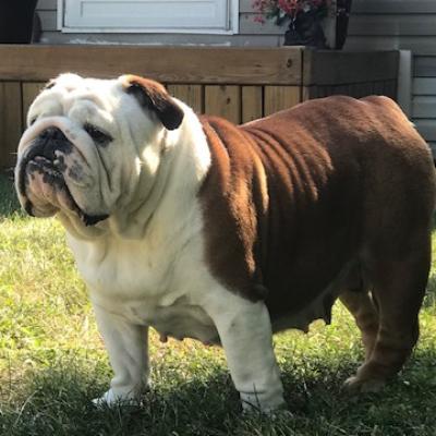 Bulldogs For Sale | Sheryl Star English Bulldogs | Michigan Dog Breeder