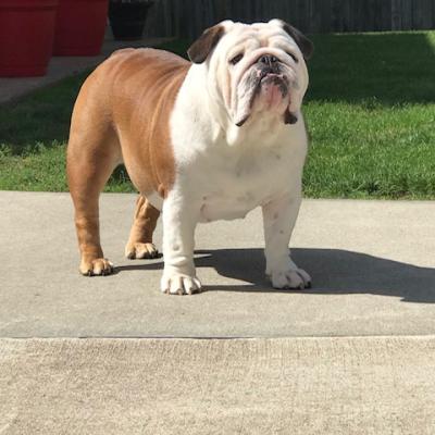 Bulldogs For Sale | Sheryl Star English Bulldogs | Michigan Dog Breeder