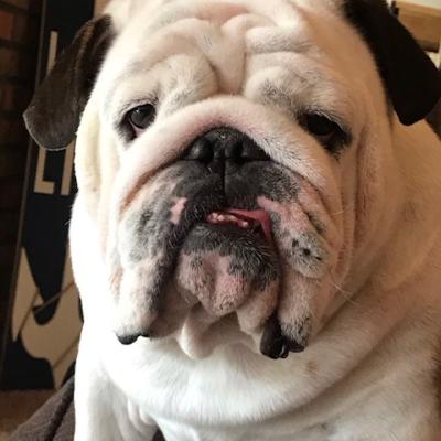 Bulldogs For Sale | Sheryl Star English Bulldogs | Michigan Dog Breeder