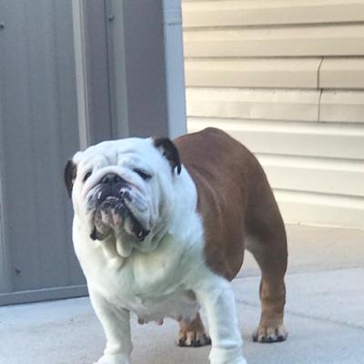 Bulldogs For Sale | Sheryl Star English Bulldogs | Michigan Dog Breeder