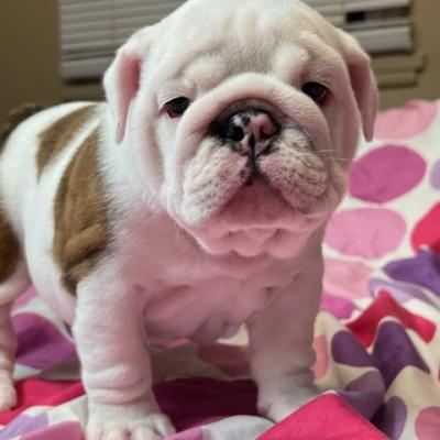 Bulldogs For Sale | Sheryl Star English Bulldogs | Michigan Dog Breeder