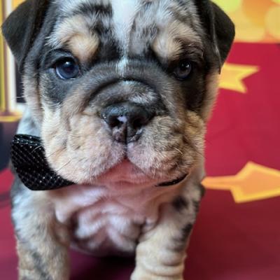 Bulldogs For Sale | Sheryl Star English Bulldogs | Michigan Dog Breeder