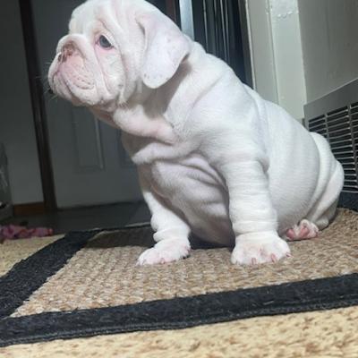 Bulldogs For Sale | Sheryl Star English Bulldogs | Michigan Dog Breeder