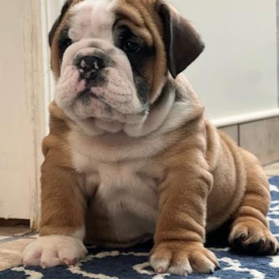 Bulldogs For Sale | Sheryl Star English Bulldogs | Michigan Dog Breeder