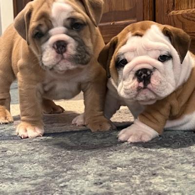 Bulldogs For Sale | Sheryl Star English Bulldogs | Michigan Dog Breeder