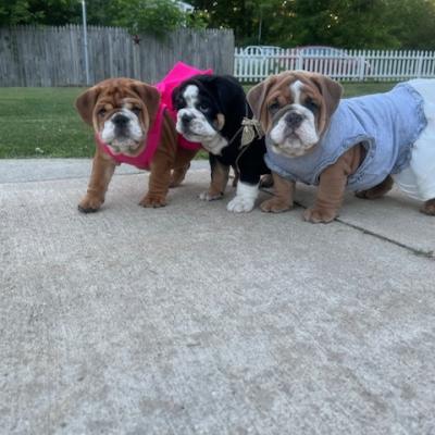 Bulldogs For Sale | Sheryl Star English Bulldogs | Michigan Dog Breeder
