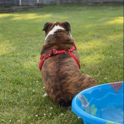 Bulldogs For Sale | Sheryl Star English Bulldogs | Michigan Dog Breeder