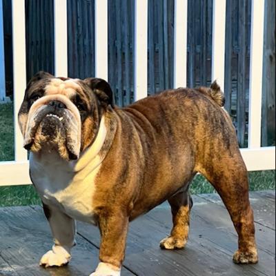 Bulldogs For Sale | Sheryl Star English Bulldogs | Michigan Dog Breeder