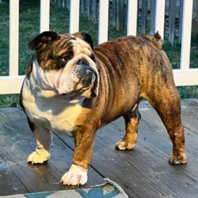 Bulldogs For Sale | Sheryl Star English Bulldogs | Michigan Dog Breeder