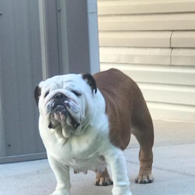 Bulldogs For Sale | Sheryl Star English Bulldogs | Michigan Dog Breeder