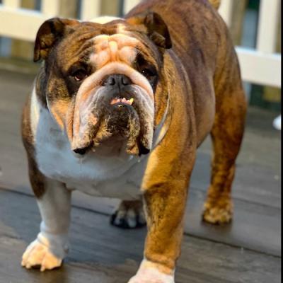 Bulldogs For Sale | Sheryl Star English Bulldogs | Michigan Dog Breeder