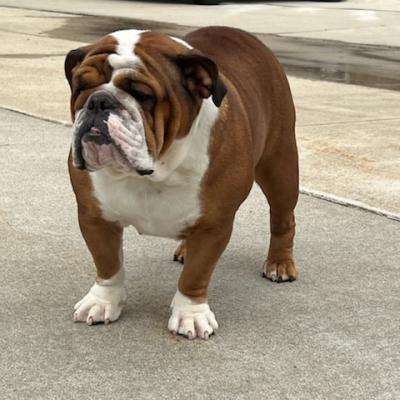 Bulldogs For Sale | Sheryl Star English Bulldogs | Michigan Dog Breeder