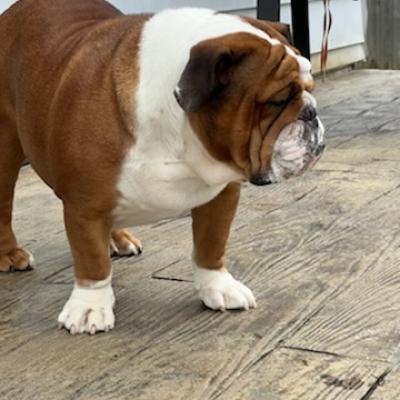 Bulldogs For Sale | Sheryl Star English Bulldogs | Michigan Dog Breeder