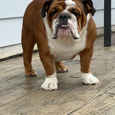 Bulldogs For Sale | Sheryl Star English Bulldogs | Michigan Dog Breeder