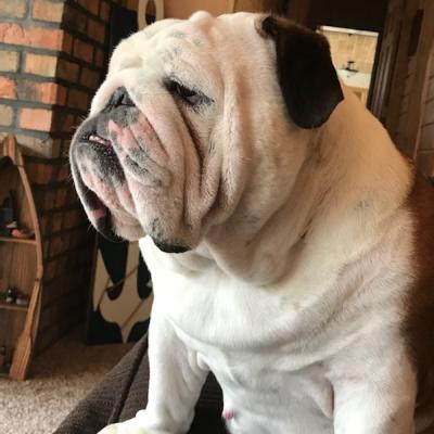 Bulldogs For Sale | Sheryl Star English Bulldogs | Michigan Dog Breeder
