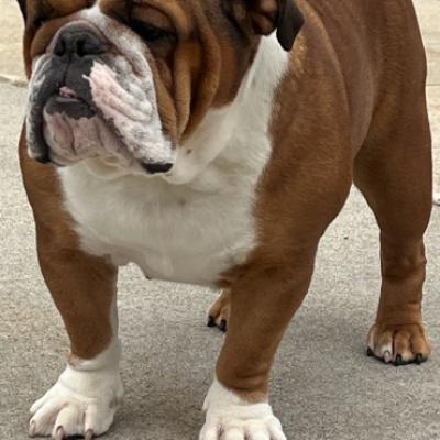 Bulldogs For Sale | Sheryl Star English Bulldogs | Michigan Dog Breeder