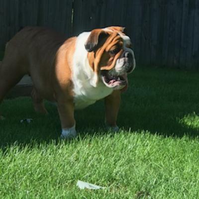 Bulldogs For Sale | Sheryl Star English Bulldogs | Michigan Dog Breeder